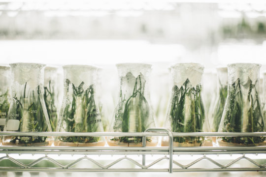 Beakers with plants growing inside